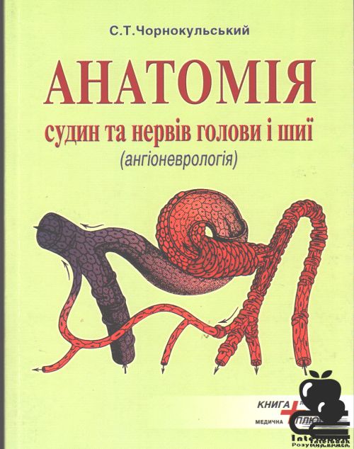 Анатомія судин та нервів голови і шиї: ангіоневрологія.